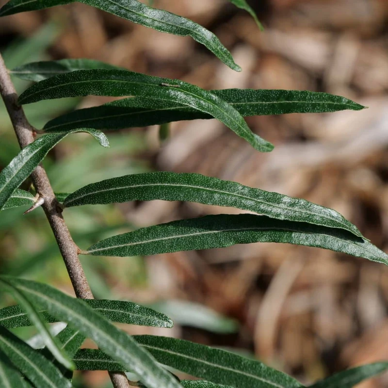 Argousier — Graines ou plant