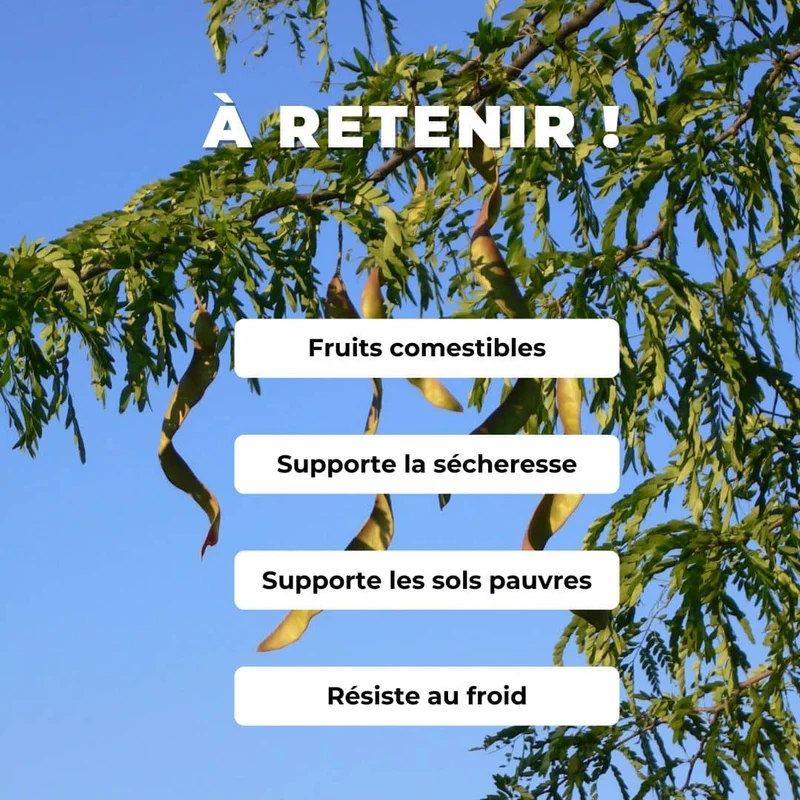Févier d’Amérique — Graines ou plant