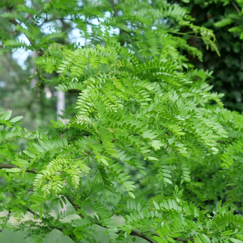 Févier d’Amérique — Graines ou plant