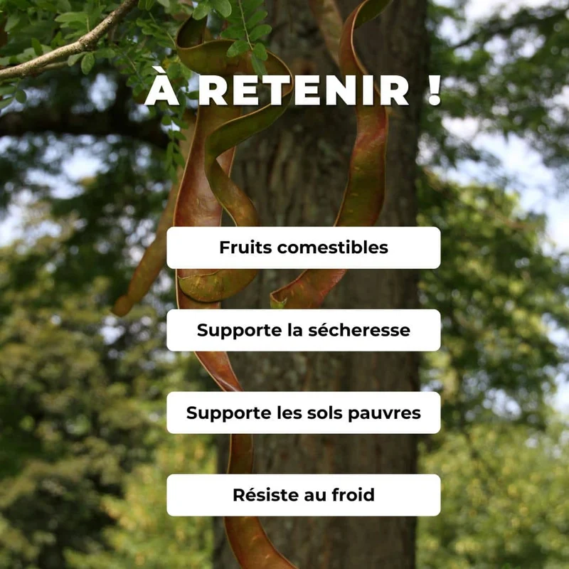 Févier d’Amérique — Graines ou plant