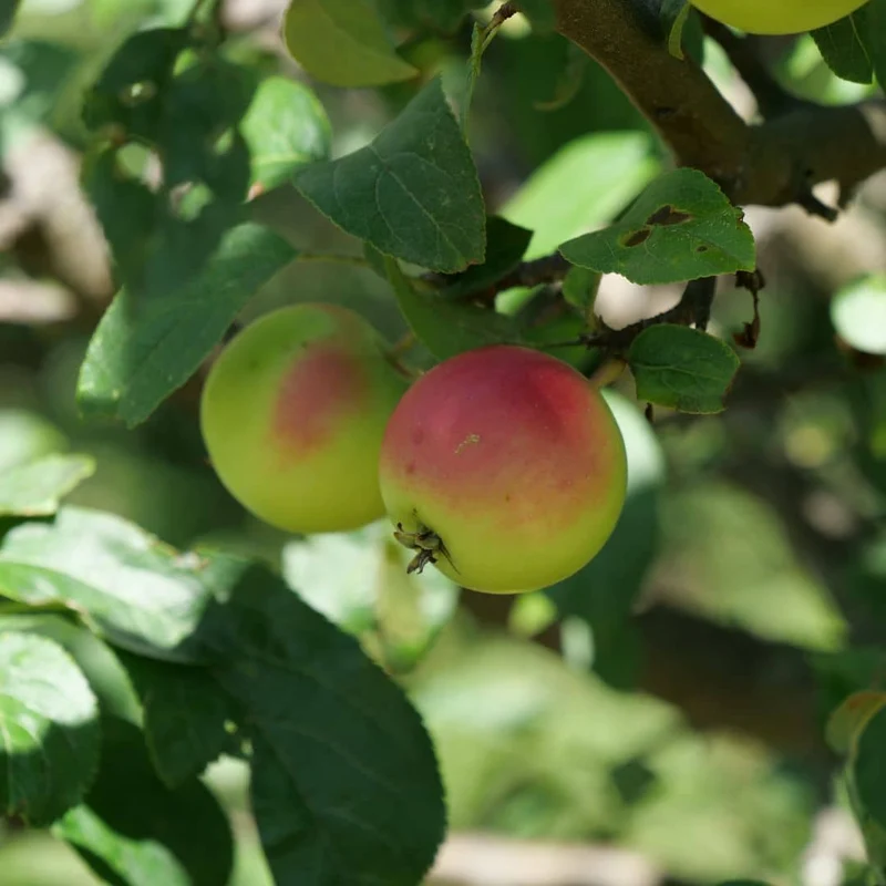 Pommier — Jeune plant