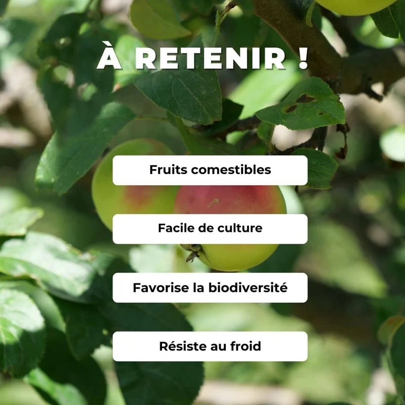 Pommier — Jeune plant