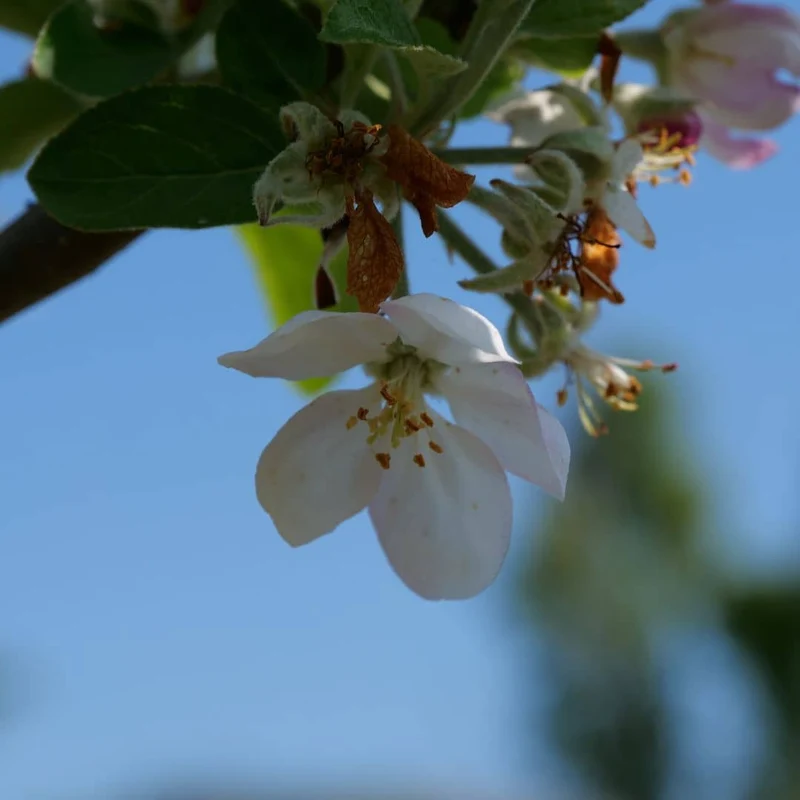 Pommier — Jeune plant