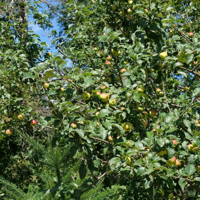 Pommier — Jeune plant