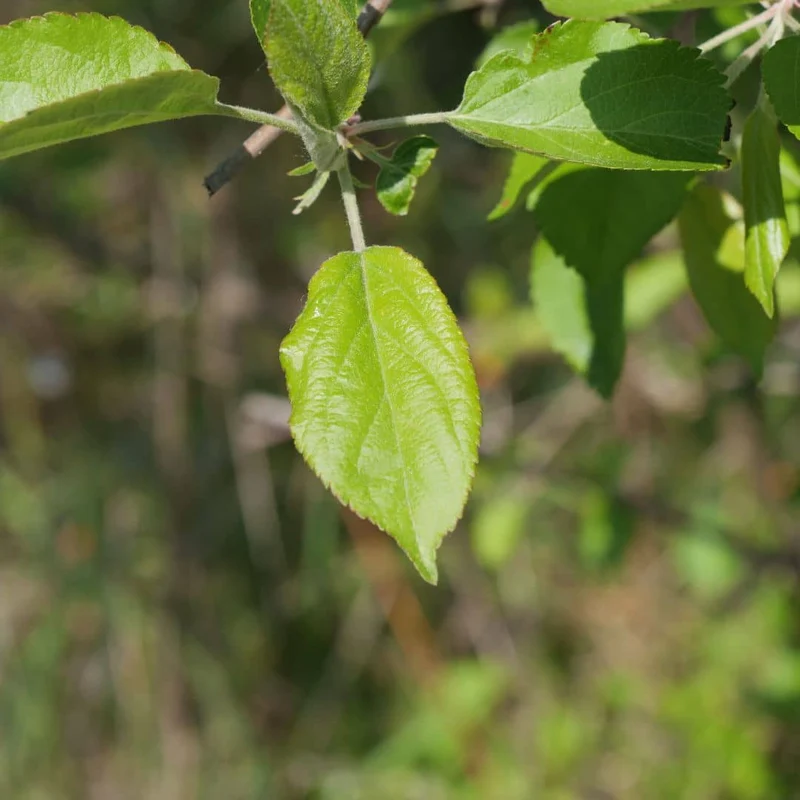 Pommier — Jeune plant