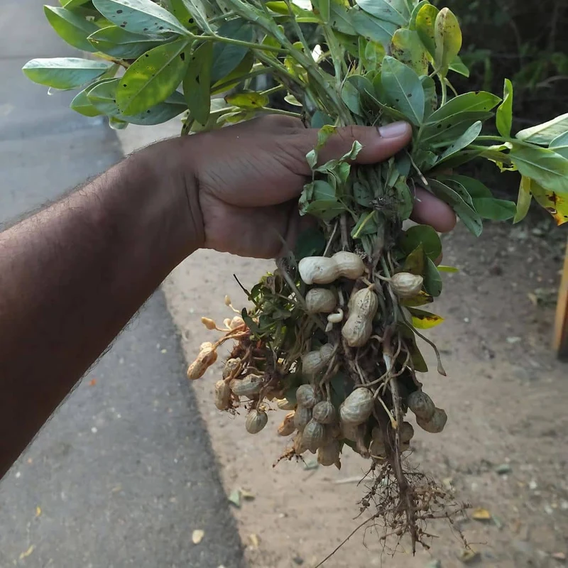 Cacahuète — Graines ou plant