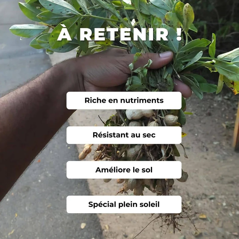 Cacahuète — Graines ou plant
