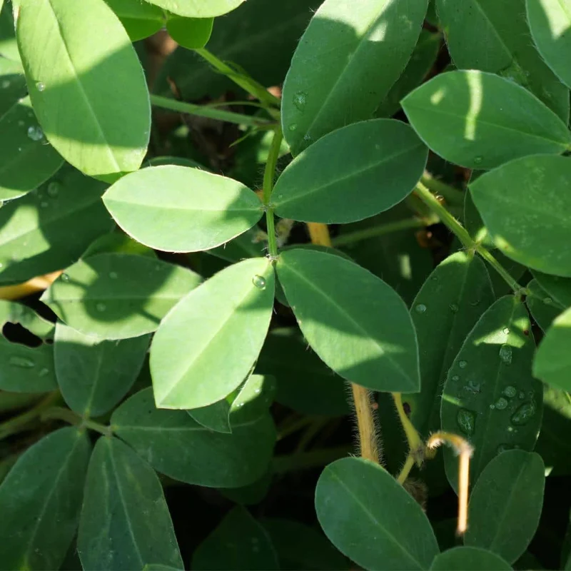 Cacahuète — Graines ou plant