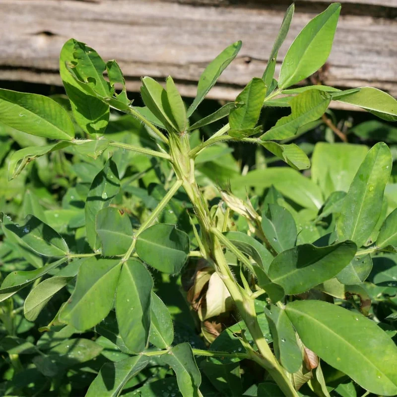 Cacahuète — Graines ou plant