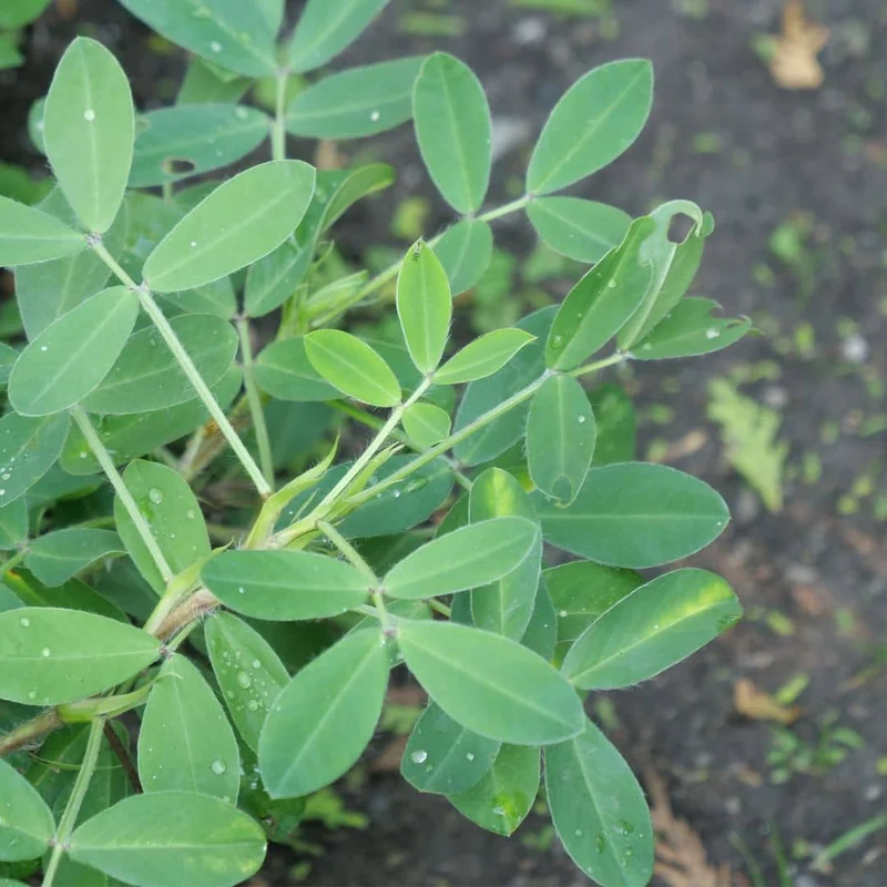 Cacahuète — Graines ou plant