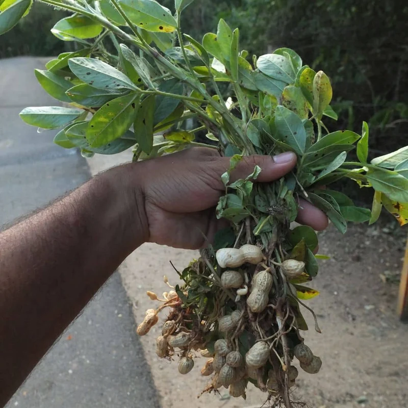 Cacahuète — Graines ou plant