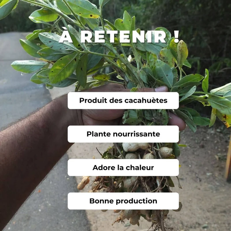 Cacahuète — Graines ou plant