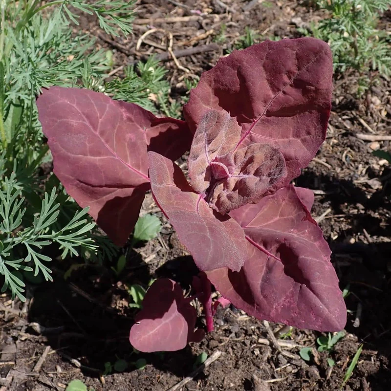 Arroche pourpre Red Plume — Graines