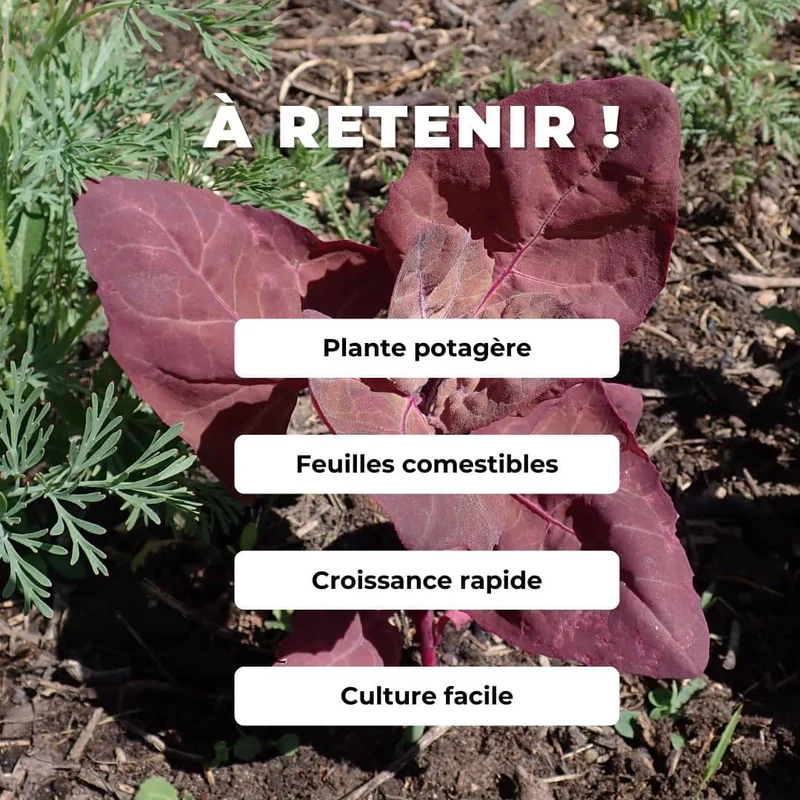 Arroche pourpre Red Plume — Graines