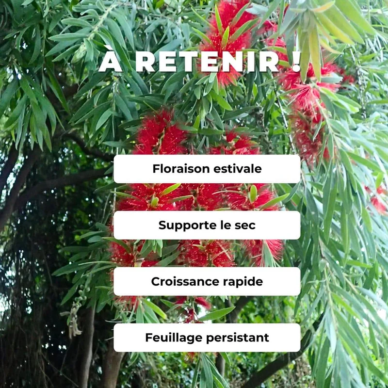 Rince-bouteille pleureur — Graines ou plant