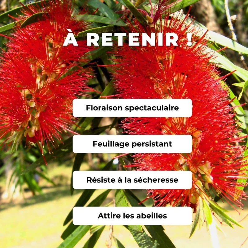 Rince-bouteille pleureur — Graines ou plant