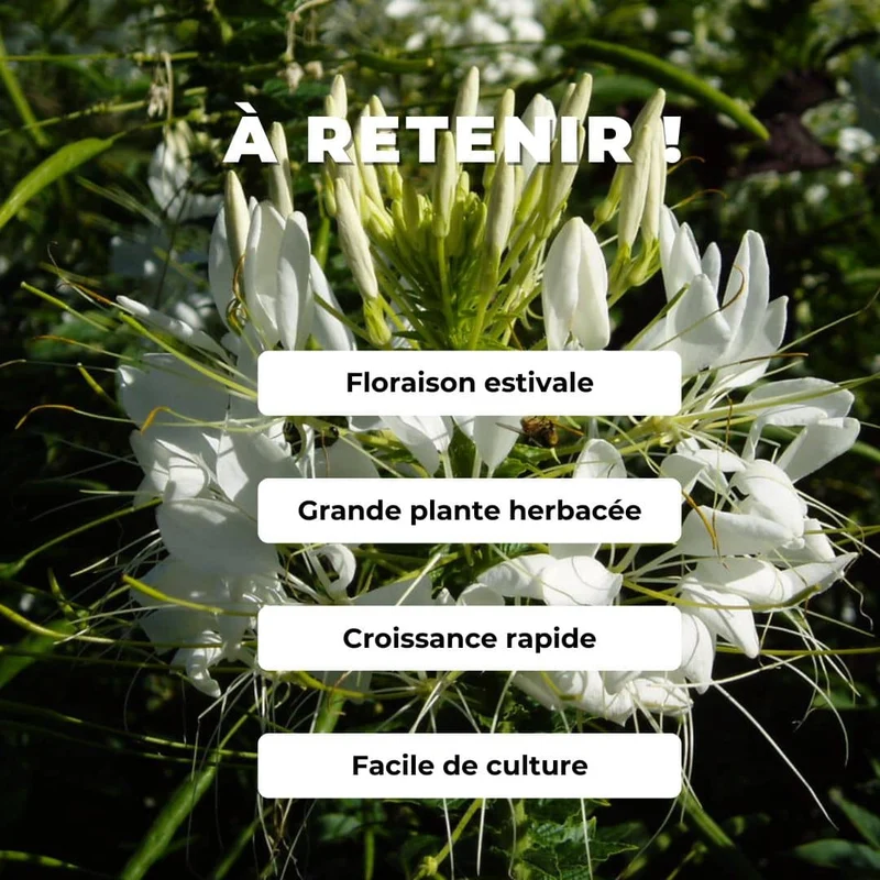 Cléome White Queen — Graines