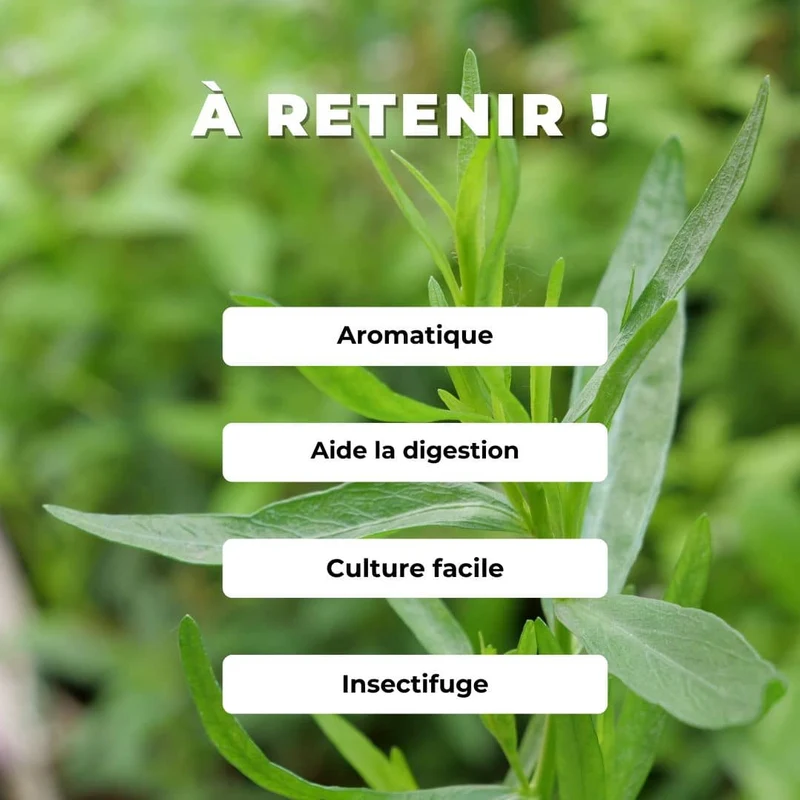 Estragon à semer — Graines