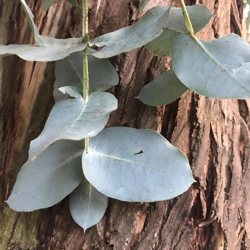 Gommier argenté — Graines ou plant