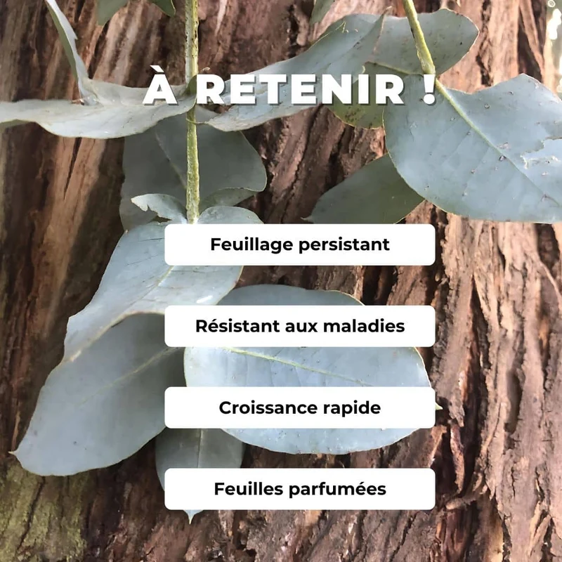 Gommier argenté — Graines ou plant