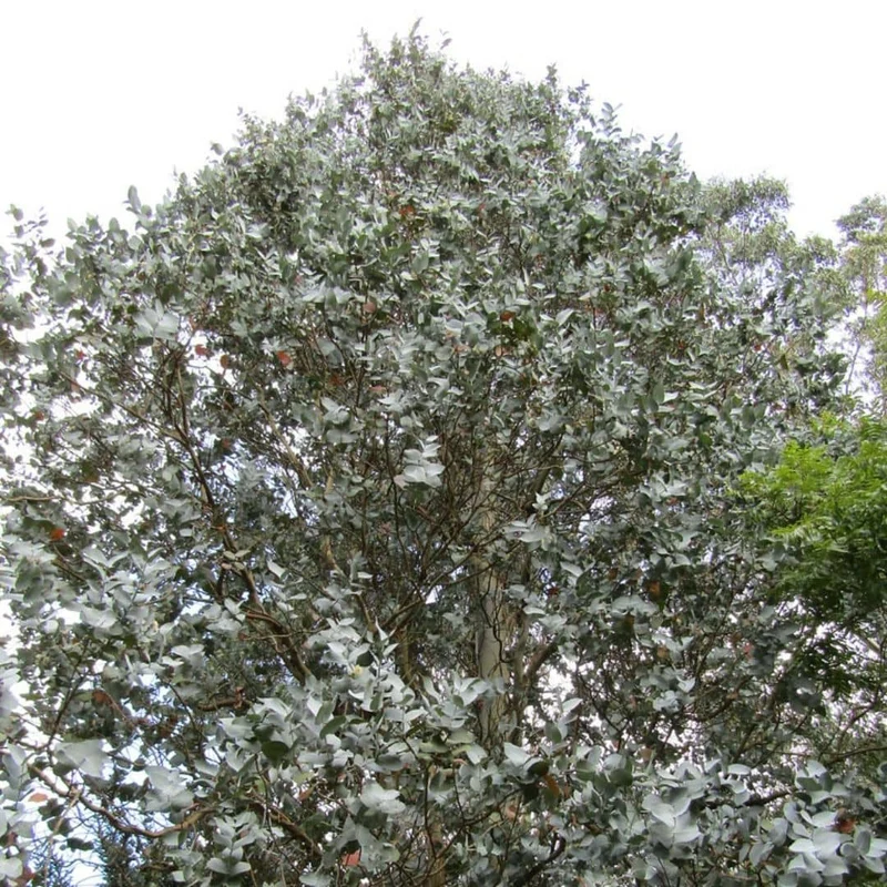Gommier argenté — Graines ou plant