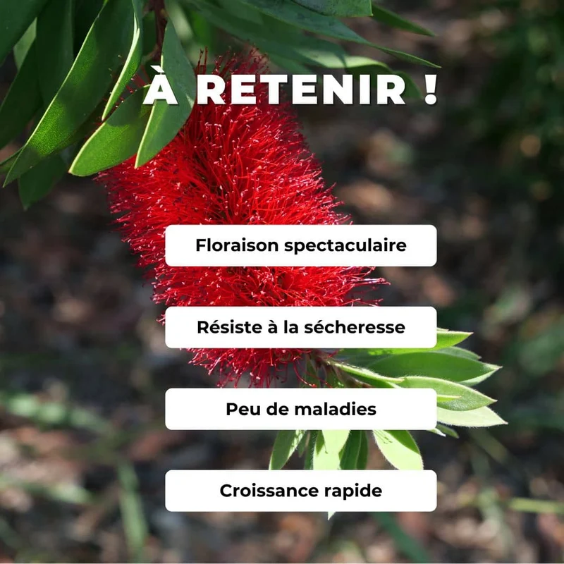 Rince-bouteille citron — Graines