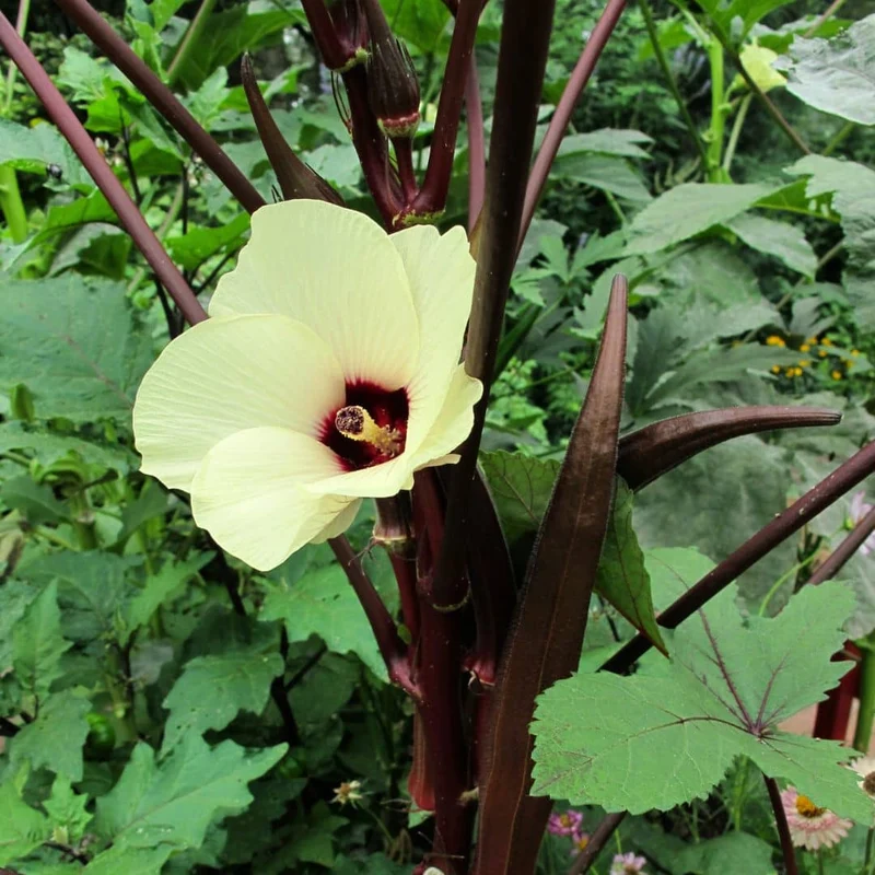 Gombo Red Burgundy — Graines
