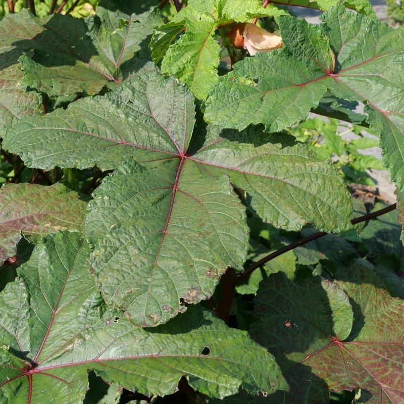 Gombo Red Burgundy — Graines