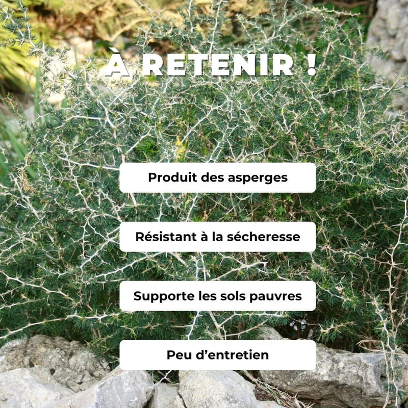 Asperge sauvage blanche — Graines