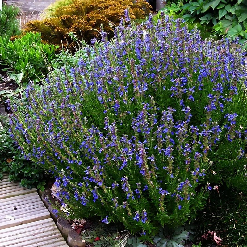 Hysope officinale — Graines et plant
