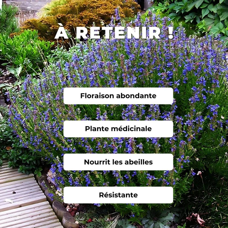 Hysope officinale — Graines et plant