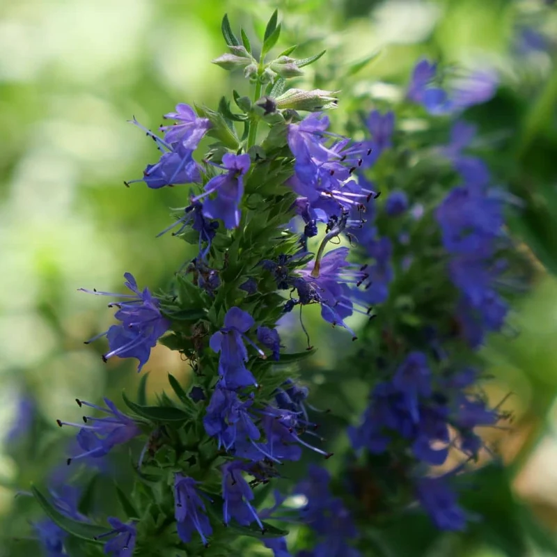Hysope officinale — Graines et plant