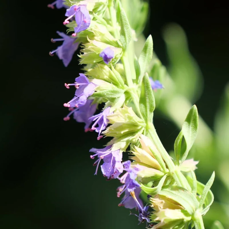 Hysope officinale — Graines et plant