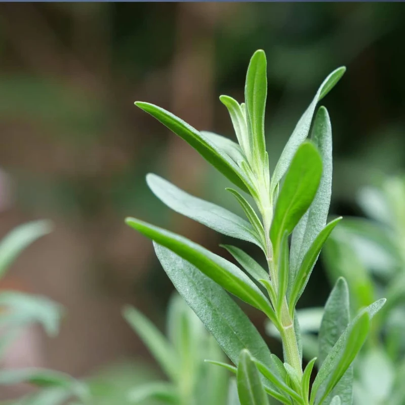 Hysope officinale — Graines et plant