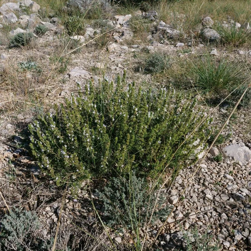 Hysope officinale — Graines et plant