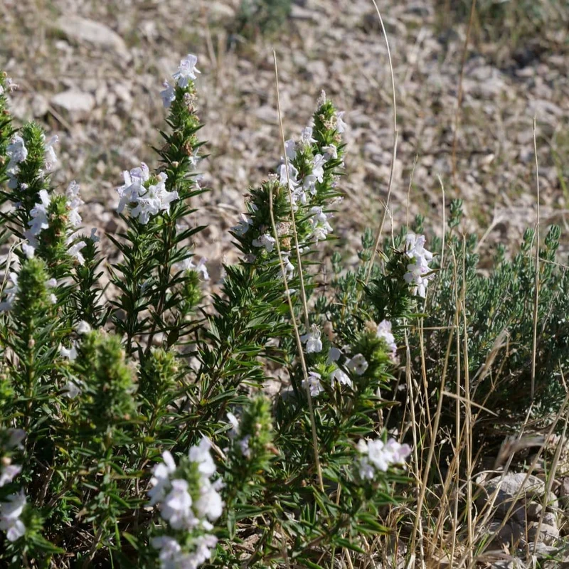 Hysope officinale — Graines et plant
