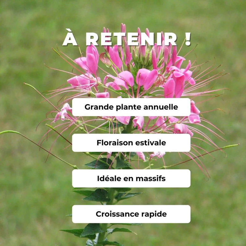 Cléome Rose Queen — Graines