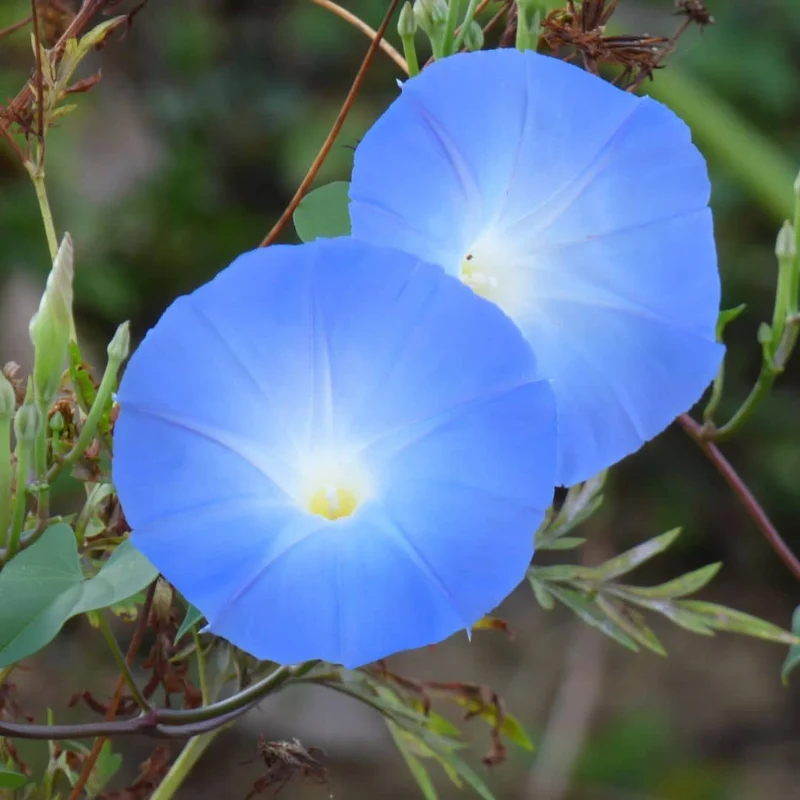 Ipomée Heavenly Blue — Graines ou plant