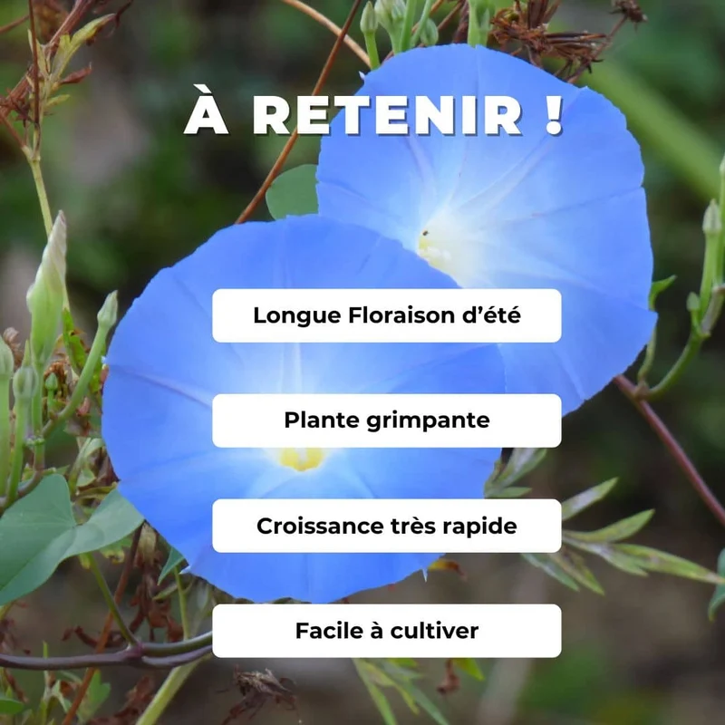 Ipomée Heavenly Blue — Graines ou plant