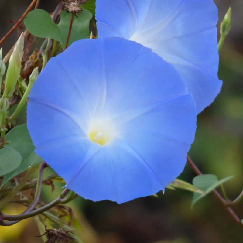 Ipomée Heavenly Blue — Graines ou plant