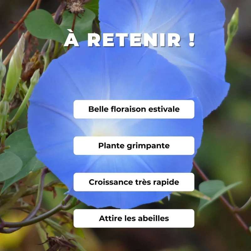 Ipomée Heavenly Blue — Graines ou plant