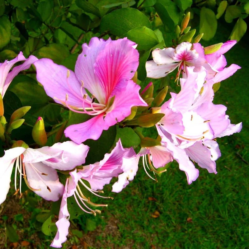 Arbre à orchidée — Graines ou plant