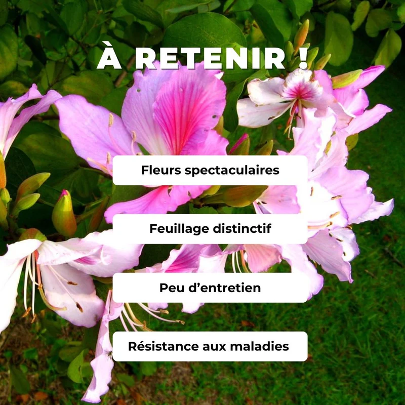 Arbre à orchidée — Graines ou plant