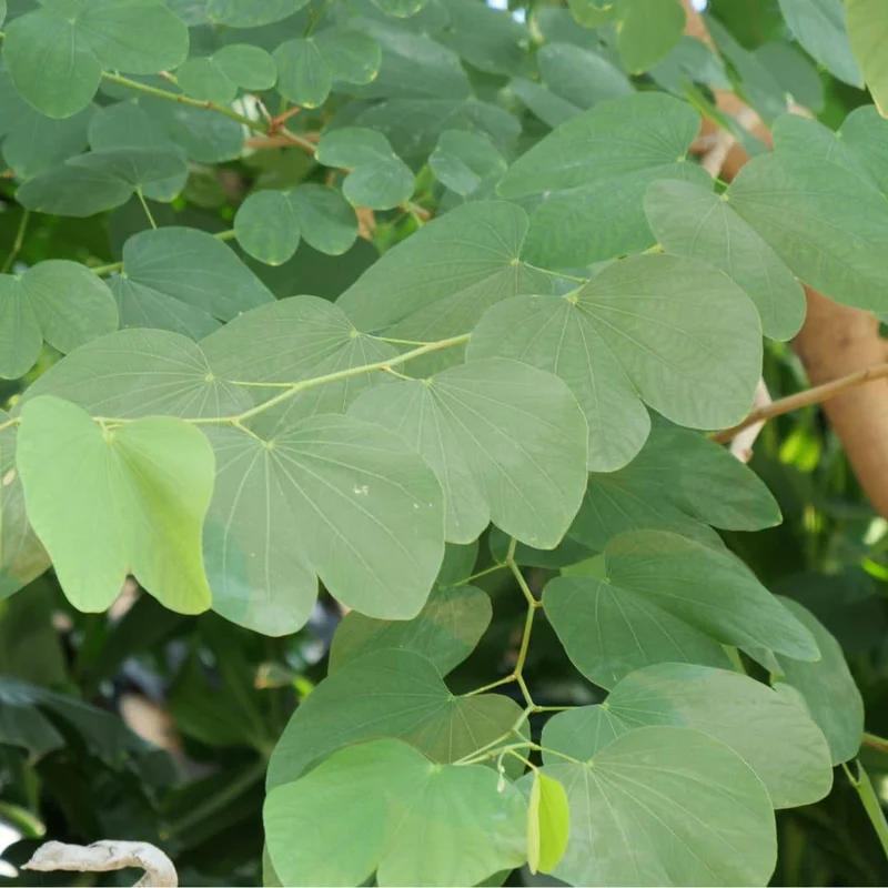 Arbre à orchidée — Graines ou plant