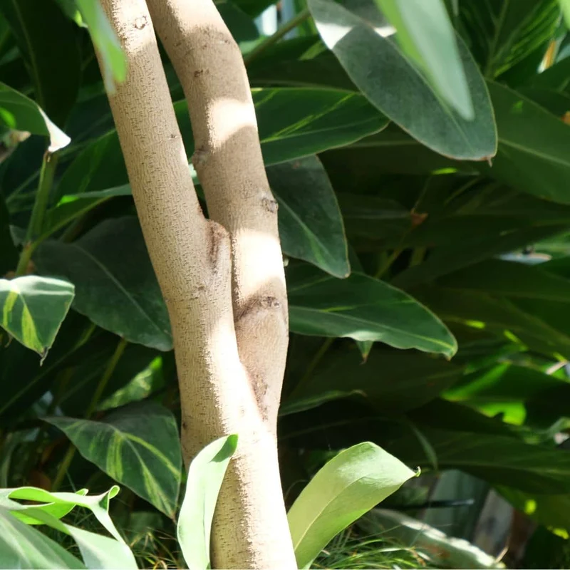 Arbre à orchidée — Graines ou plant