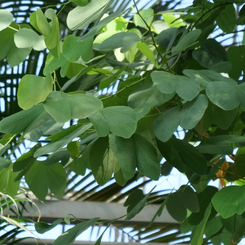 Arbre à orchidée — Graines ou plant