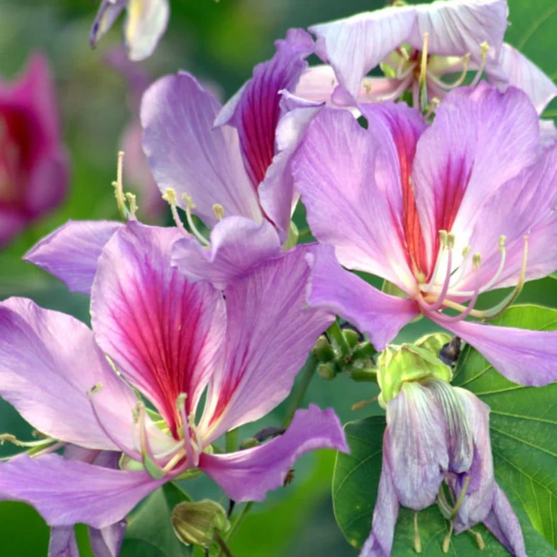 Arbre à orchidée — Graines ou plant