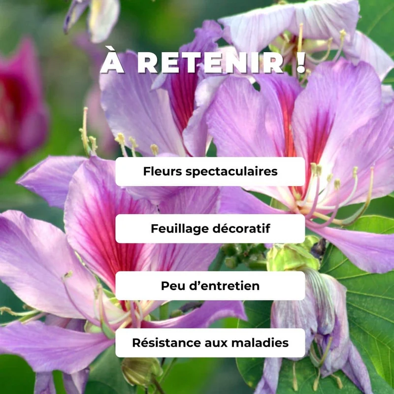 Arbre à orchidée — Graines ou plant