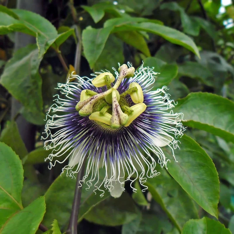 Fruit de la passion — Graines ou plant