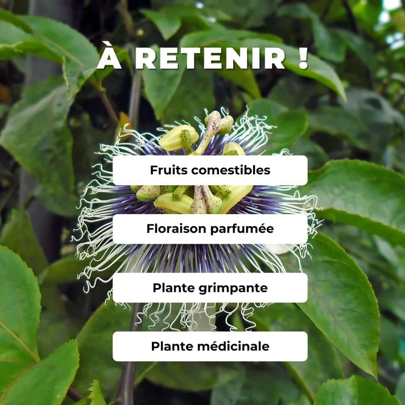 Fruit de la passion — Graines ou plant